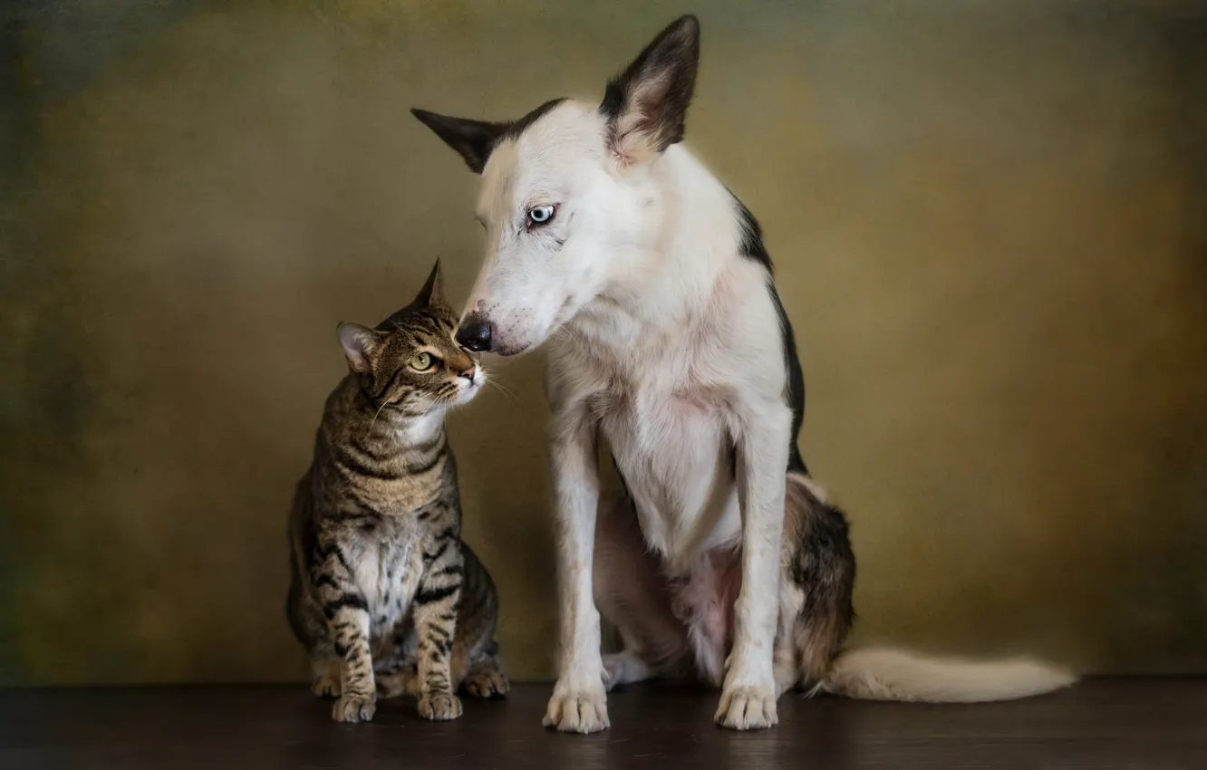 Фото обои кошка, кот, стиль, ретро, портрет, собака, обработка, дружба