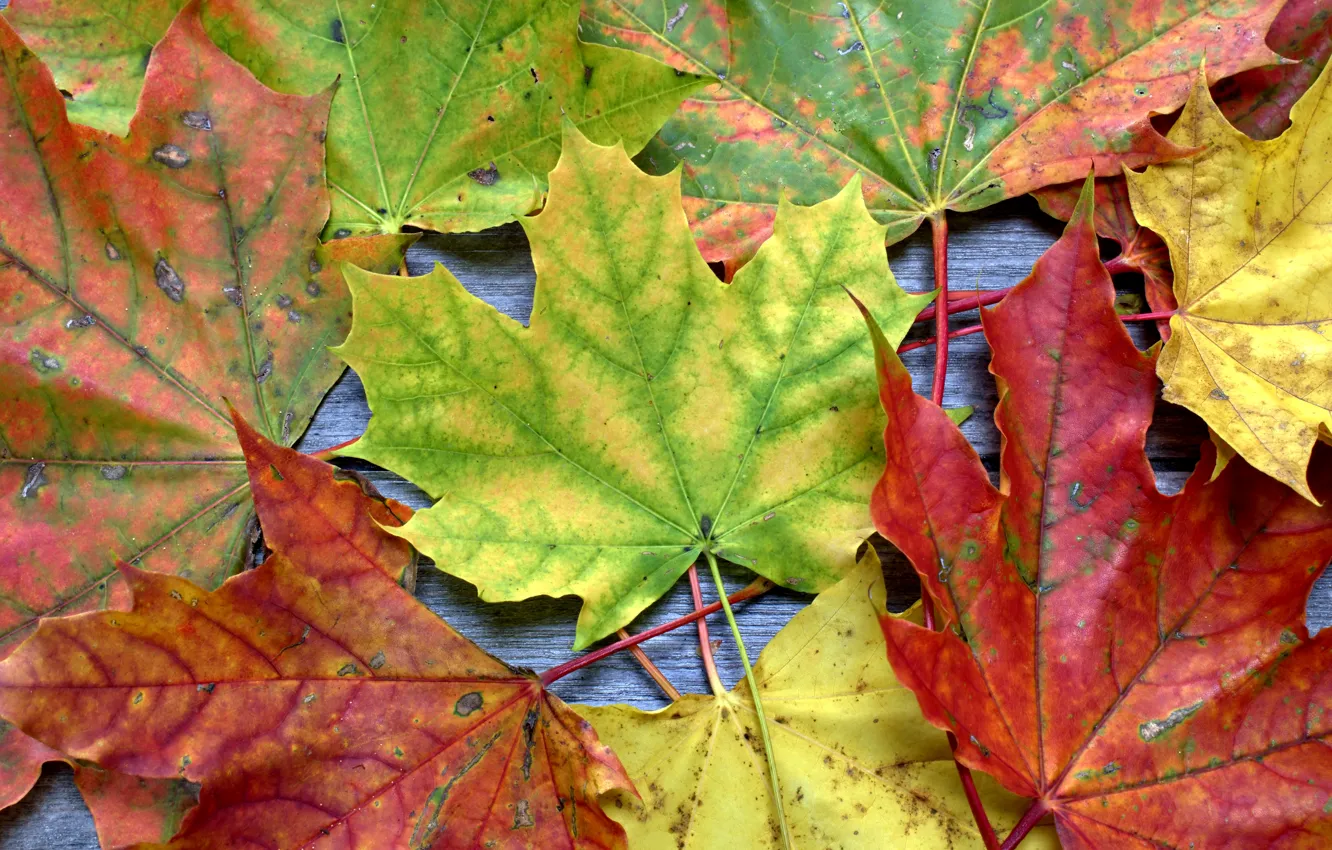 Фото обои осень, листья, фон, colorful, клен, wood, background, autumn