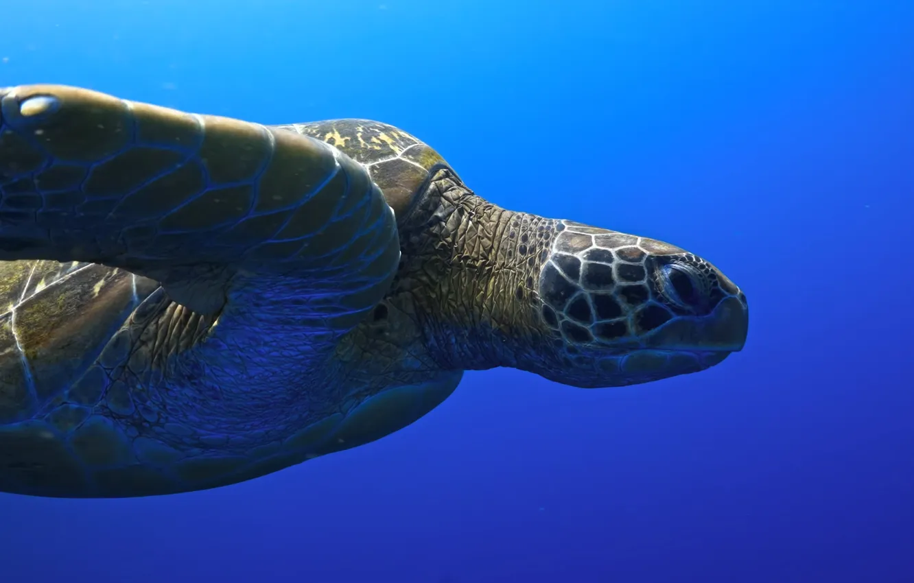 Фото обои sea, blue, journey, turtle