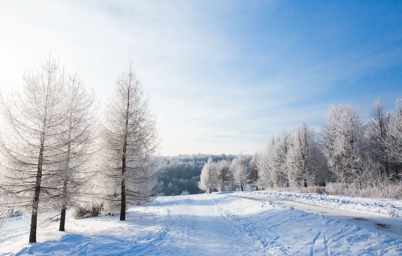 Фото обои зима, снег, деревья, пейзаж, зимний, landscape, nature, beautiful