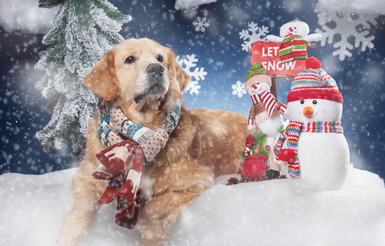 Фото обои снег, снежинки, собака, шарф, снеговики, Голден ретривер, Золотистый ретривер