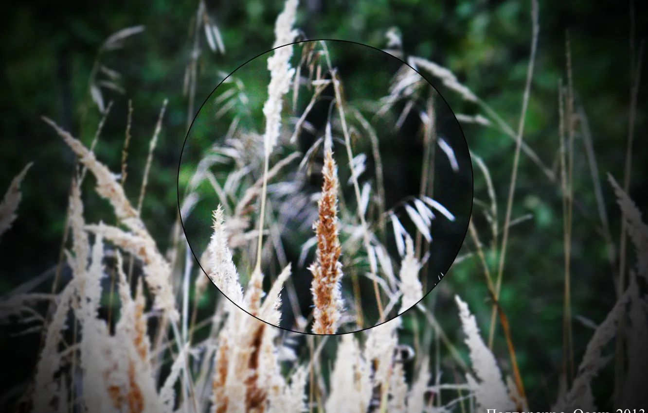 Фото обои green, autumn, 2013