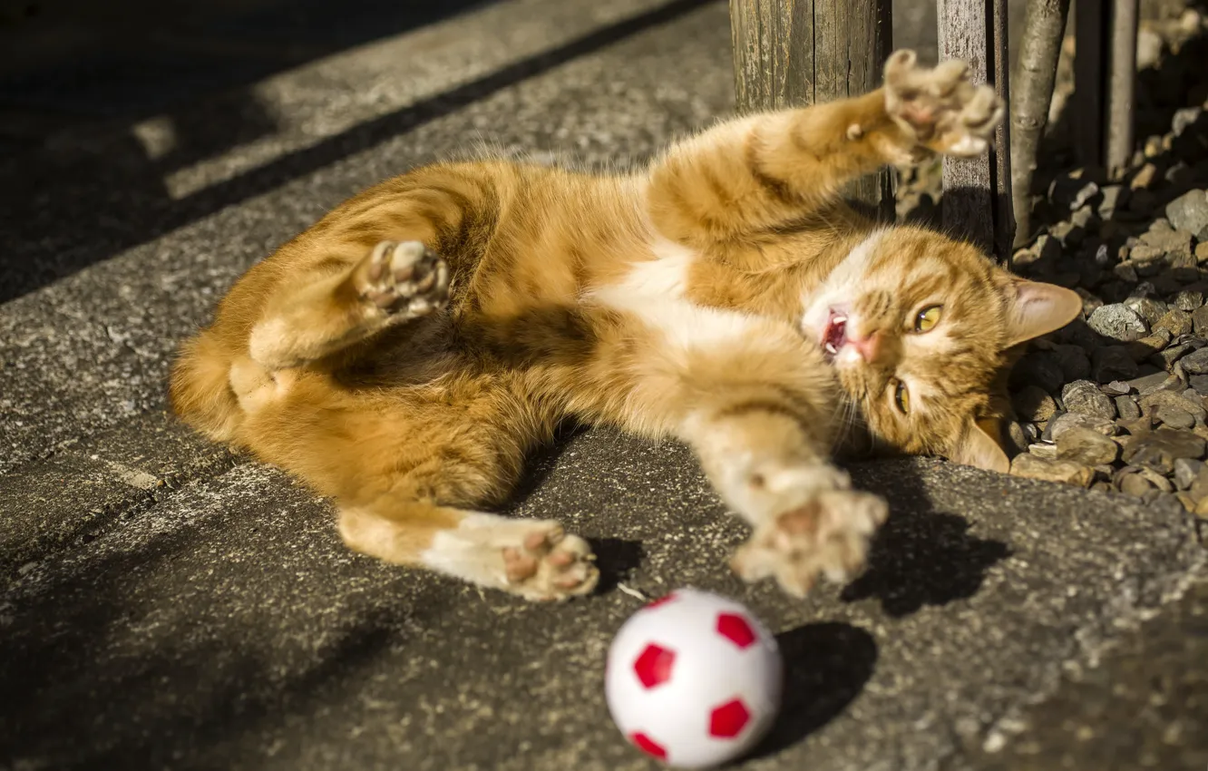 Фото обои котенок, рыжий, мячик