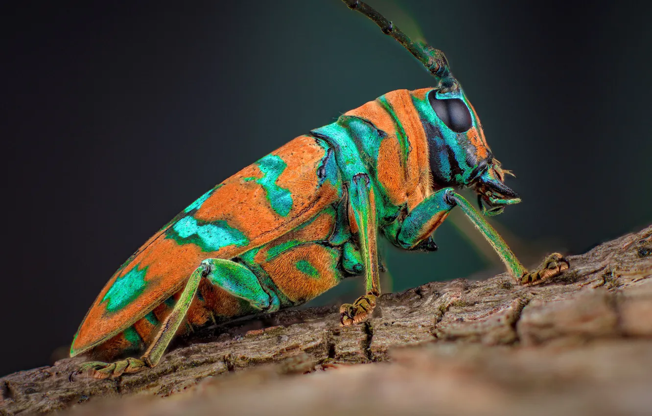 Фото обои макро, оранжевый, фон, жук, профиль, насекомое, кора, пятнистый