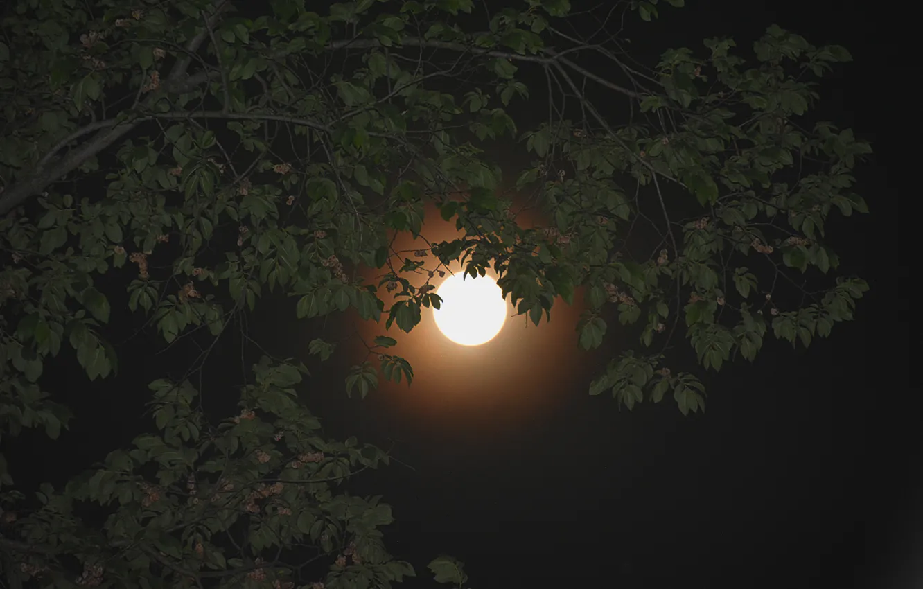 Фото обои небо, листья, ночь, ветви, луна, Moon, sky, night