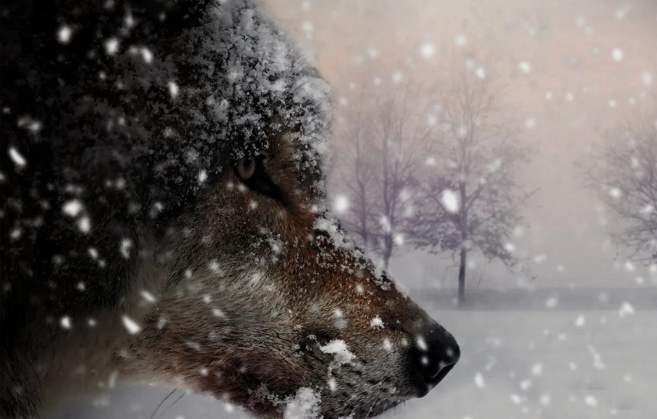 Фото обои nature, snow, predator, face, animal, wolf, wolves, wildlife
