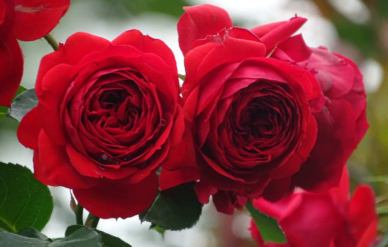 Фото обои розы, пара, красные розы