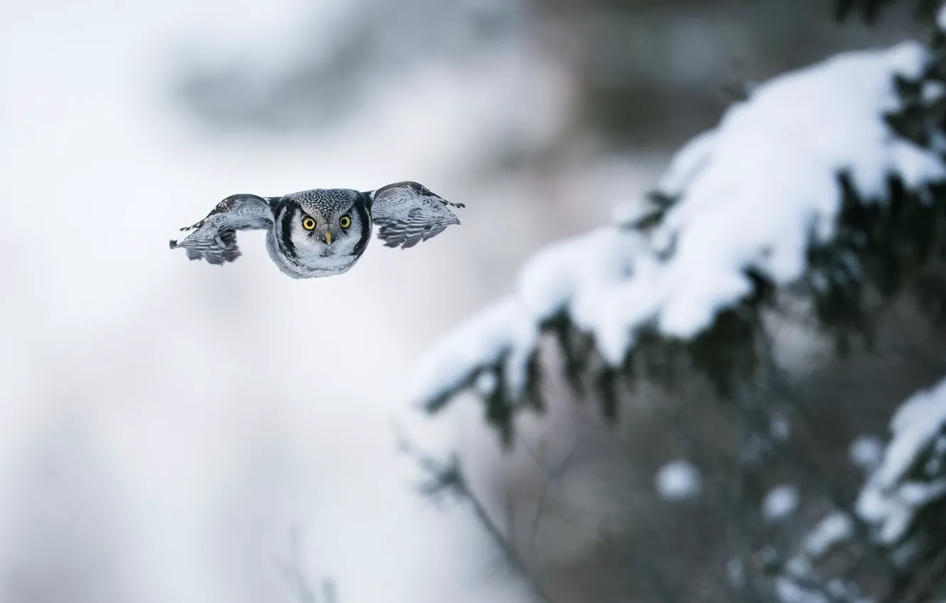 Фото обои зима, взгляд, снег, полет, ветки, природа, сова, птица