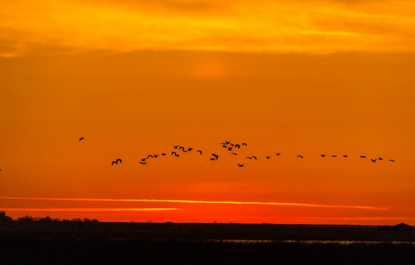 Фото обои утки, восход солнца, оранжевое небо, живая природа