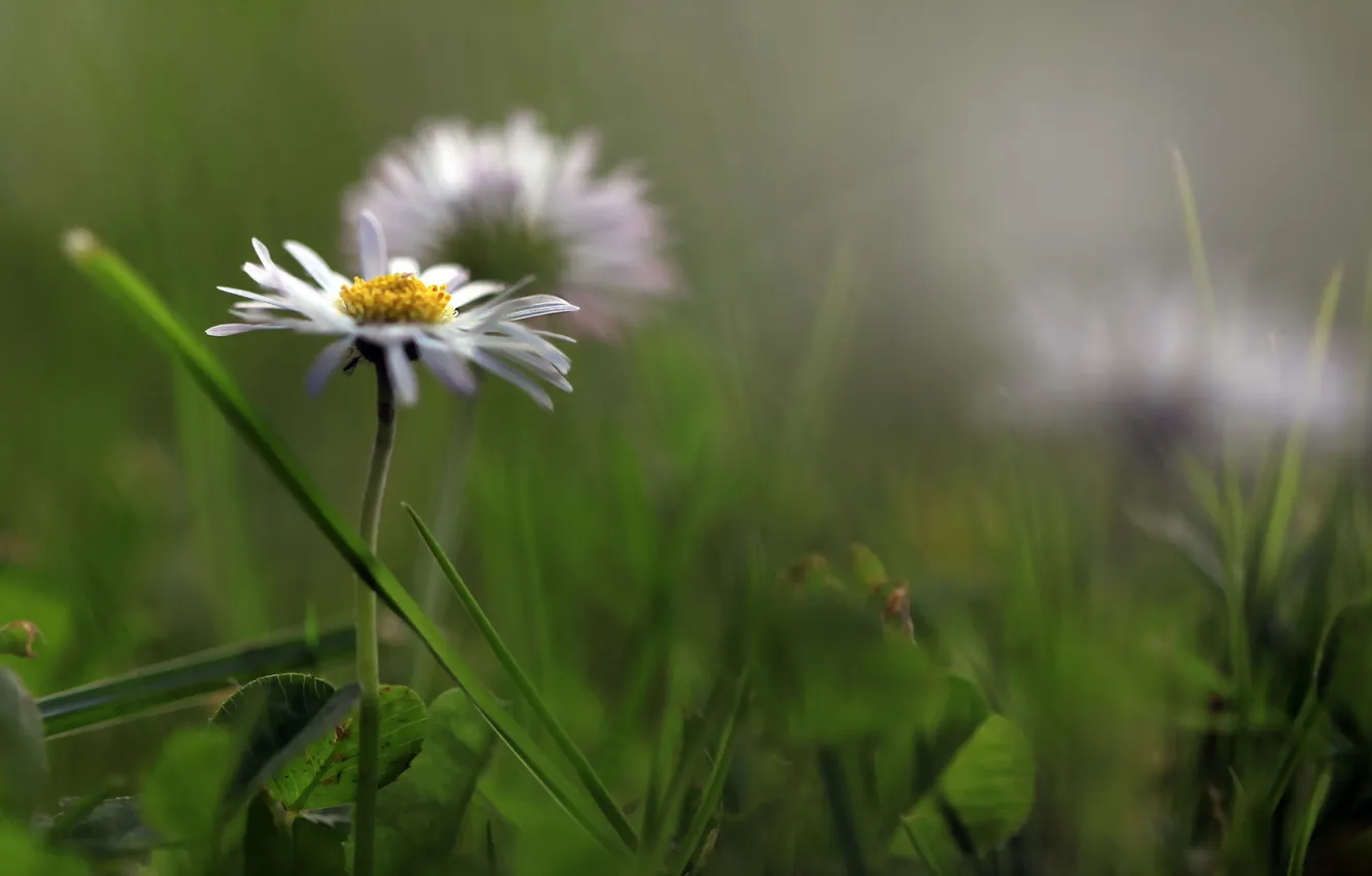 Фото обои цветок, макро, природа