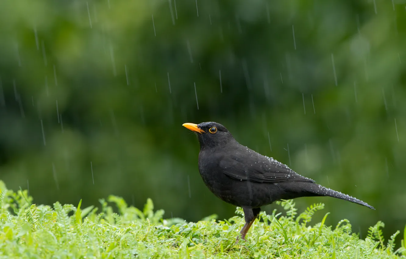 Фото обои дождь, птица, Blackbird, Turdus merula
