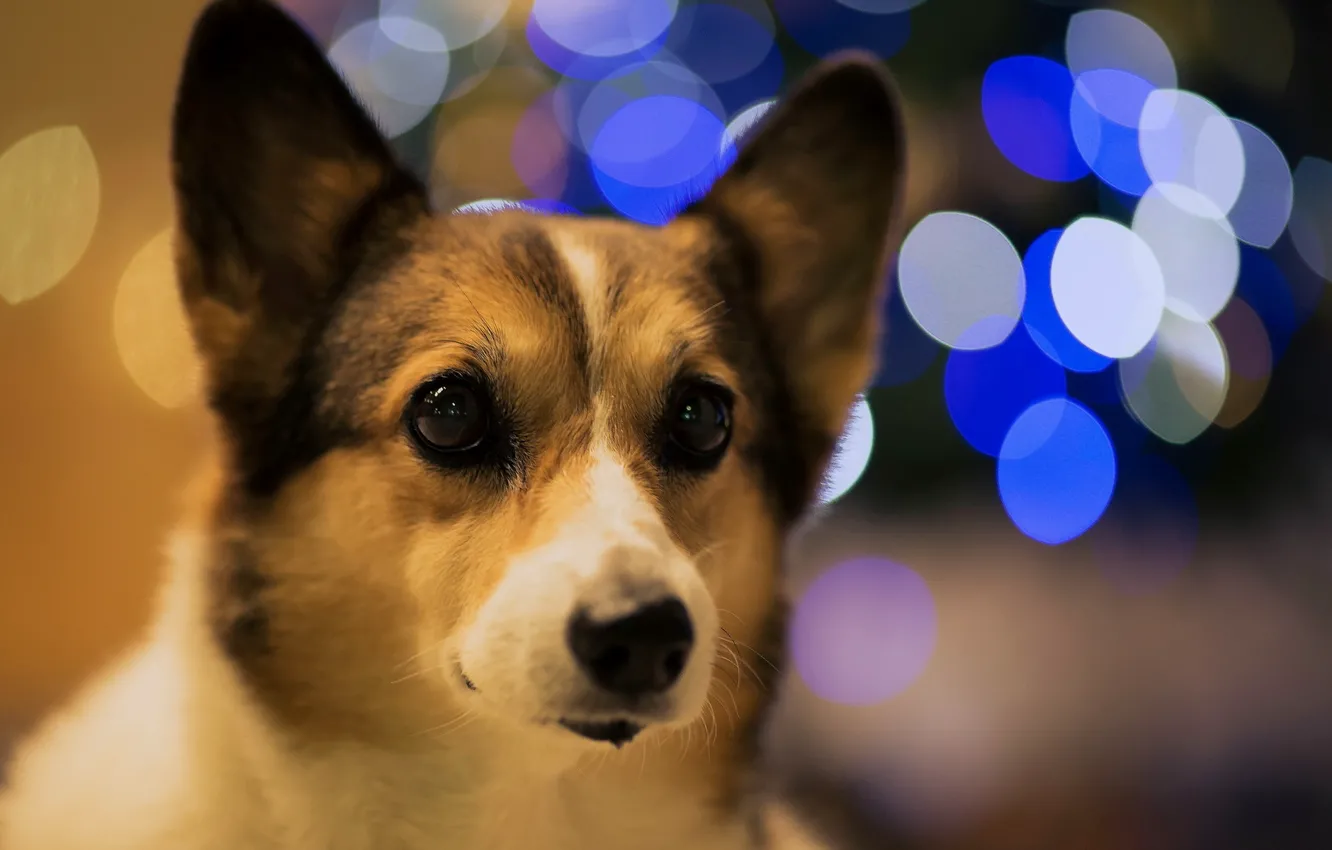 Фото обои взгляд, друг, Bokeh Dog