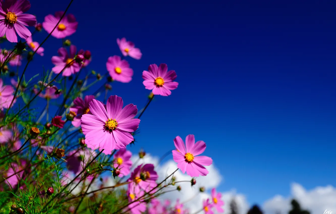 Фото обои небо, макро, цветы, розовые, полевые, космея