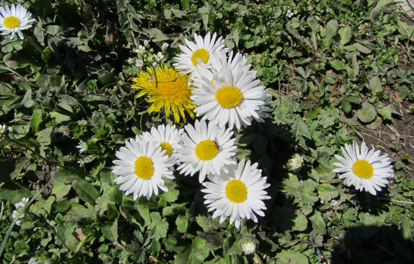 Фото обои nature, flowers, spring