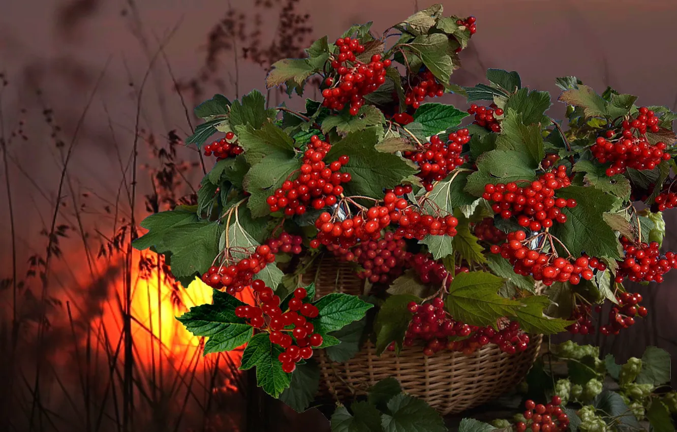 Фото обои корзина, заря, калина