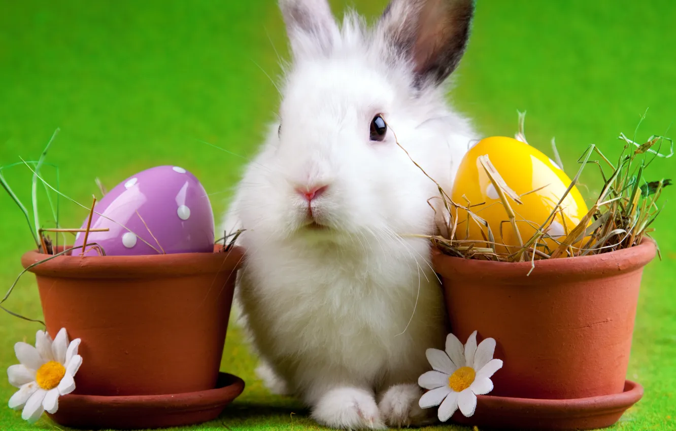 Фото обои яйцо, ромашка, кролик, пасха, горшок, easter