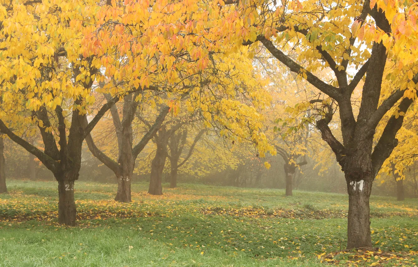 Фото обои осень, деревья, природа, туман, парк, листва, Nature, trees