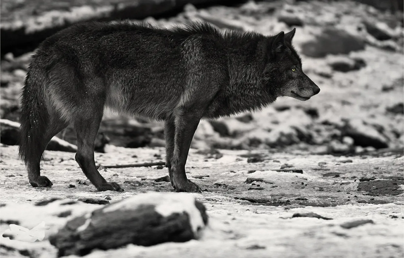 Фото обои nature, face, animal, wolf, wildlife, head, fur, mammal