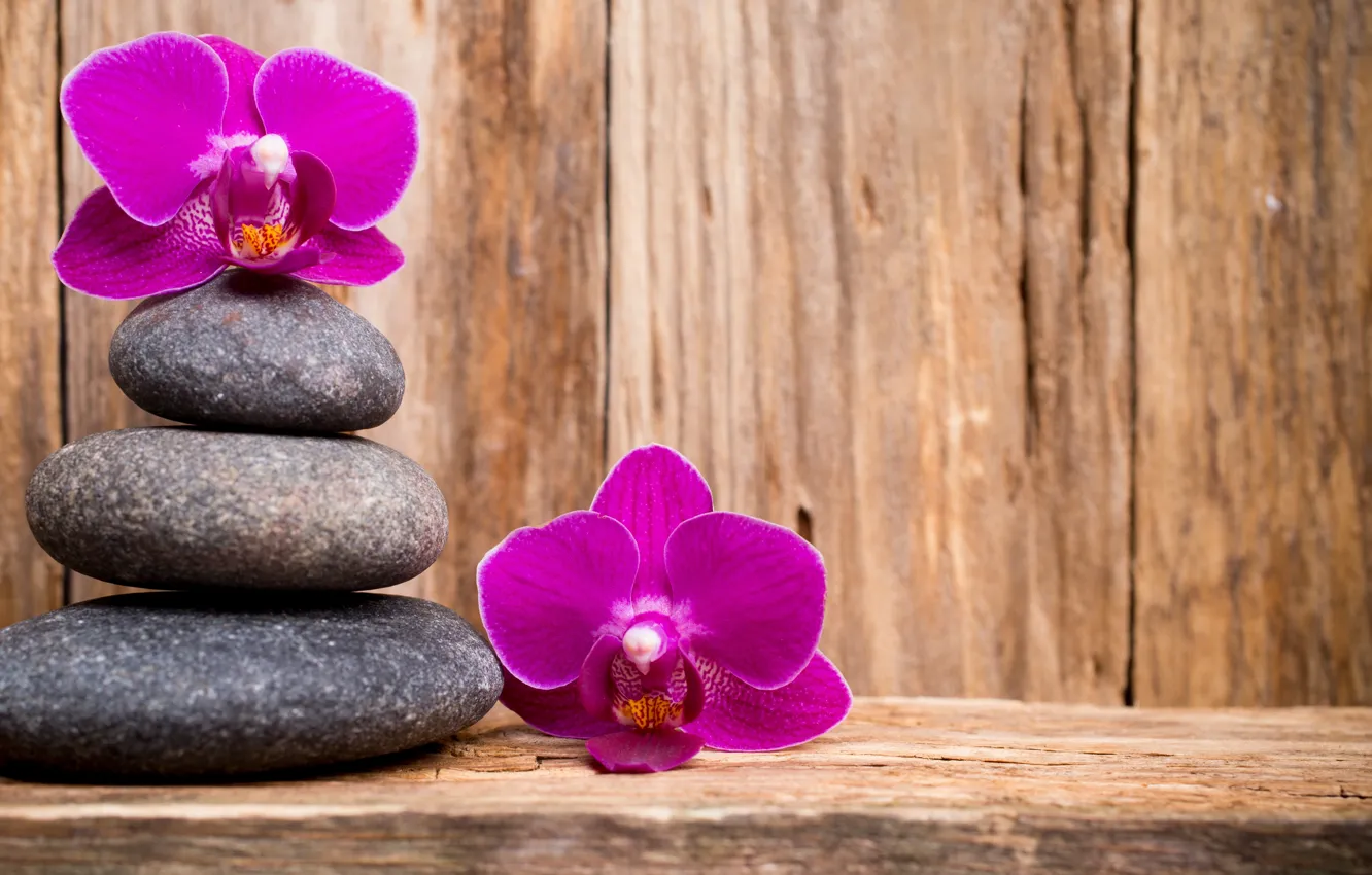 Фото обои камни, wood, орхидея, flowers, orchid
