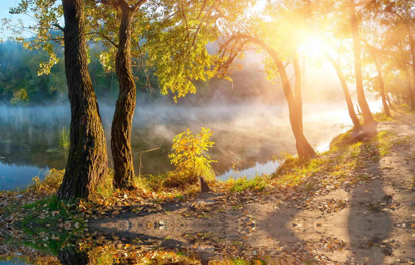 Фото обои осень, солнце, деревья, туман, озеро