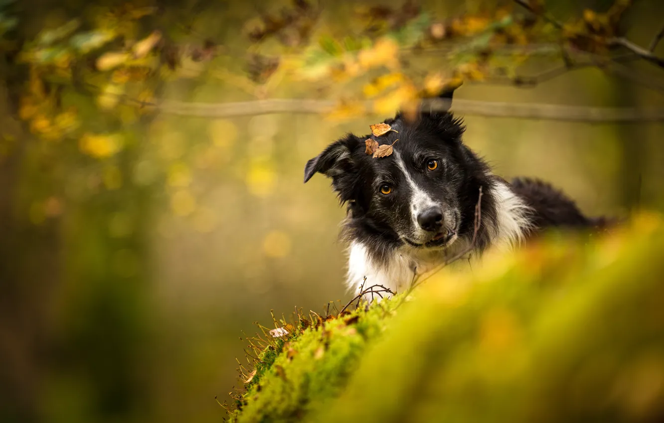 Фото обои осень, взгляд, природа, фон, собака, бордер-колли