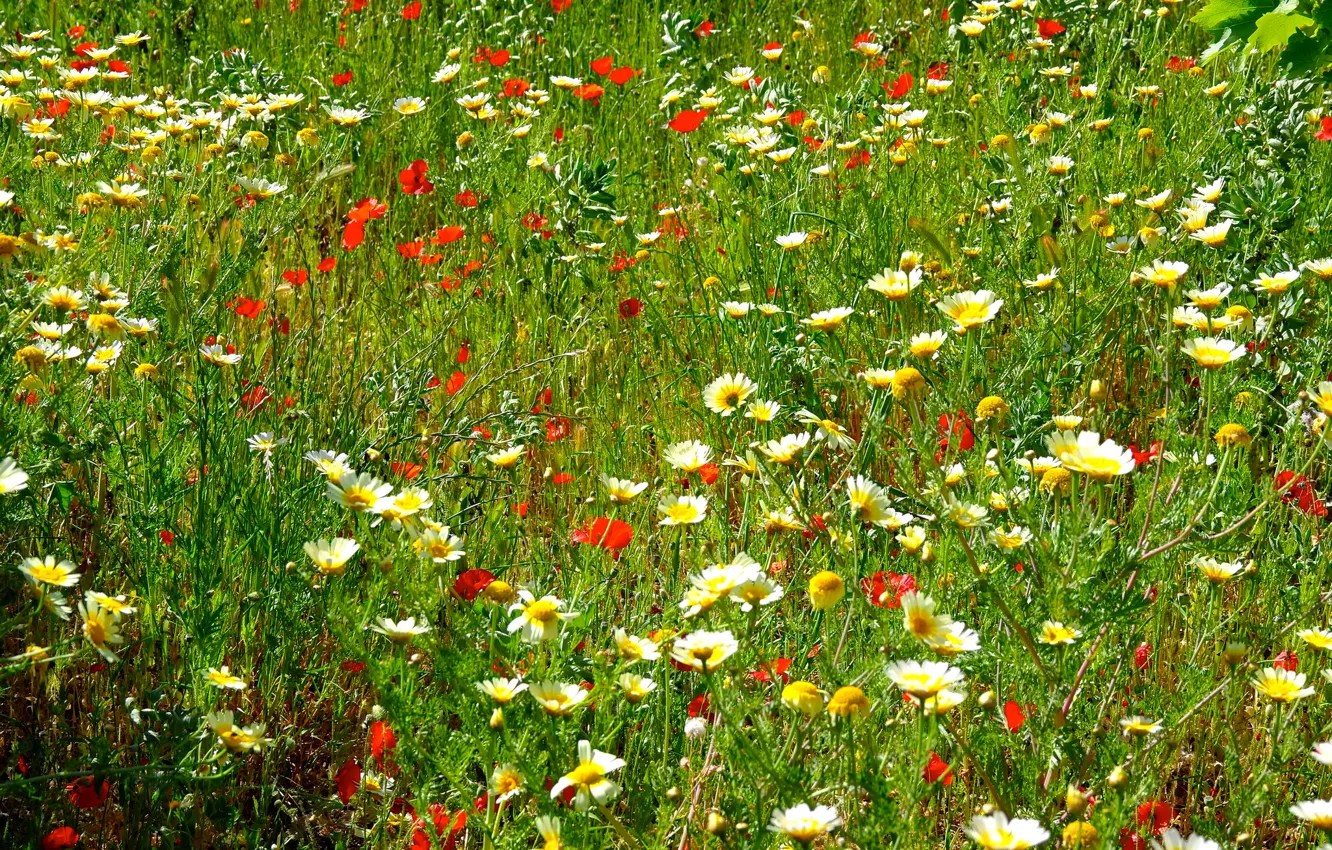 Фото обои поле, трава, цветы, маки, ромашки, луг
