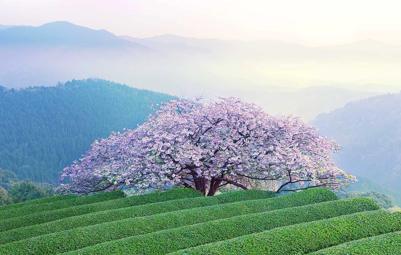 Фото обои пейзаж, горы, весна, Япония, сакура, цветение, остров Кюсю, префектура Кумамото
