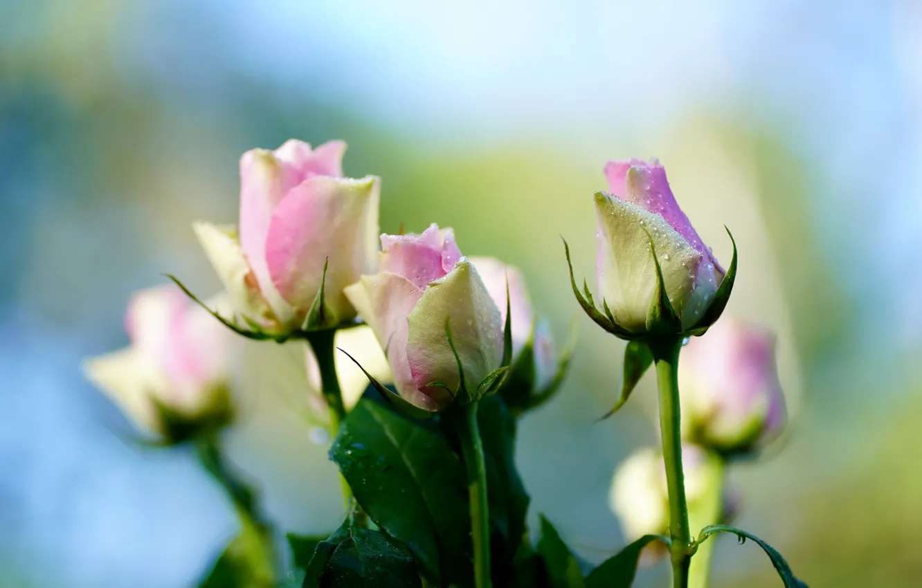 Фото обои капли, фон, розы, букет, нежные, боке, бело-розовые