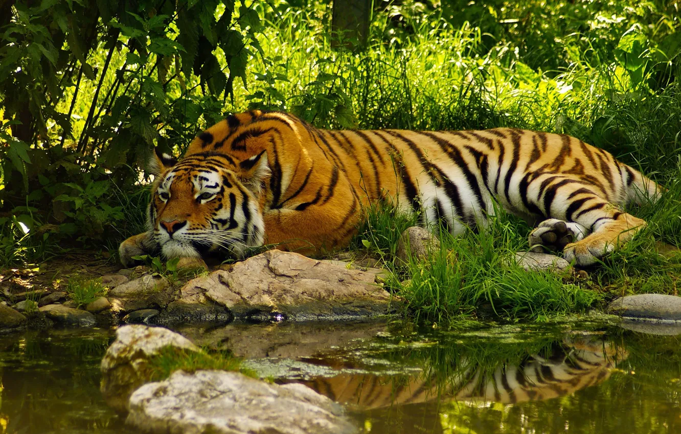 Фото обои Вода, Тигр, Лето, Джунгли, Jungle, Tiger, Water, Summer