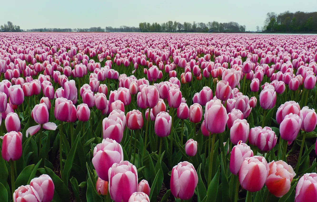 Фото обои поле, деревья, цветы, весна, тюльпаны, розовые, бутоны, много