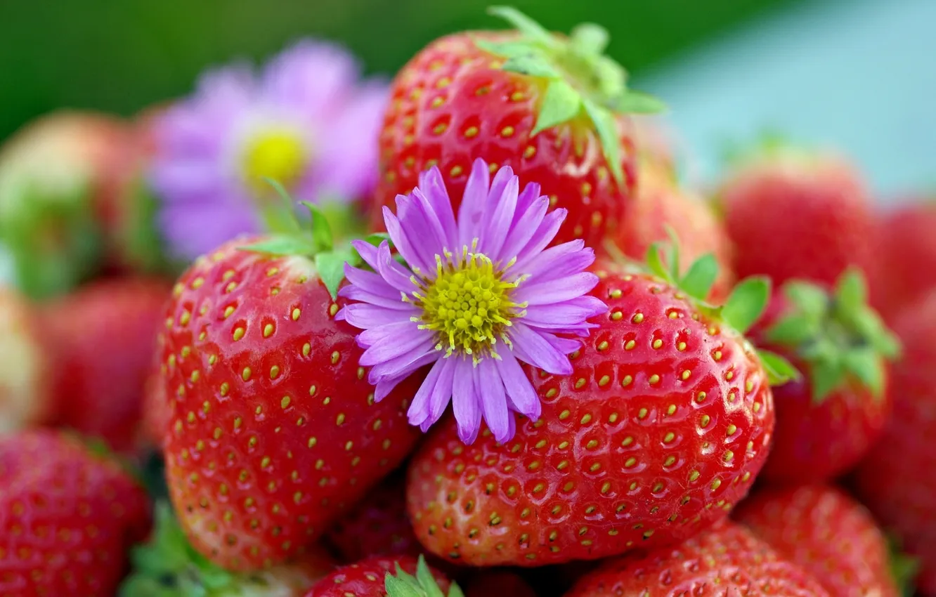 Фото обои макро, ягоды, клубника, цветочек