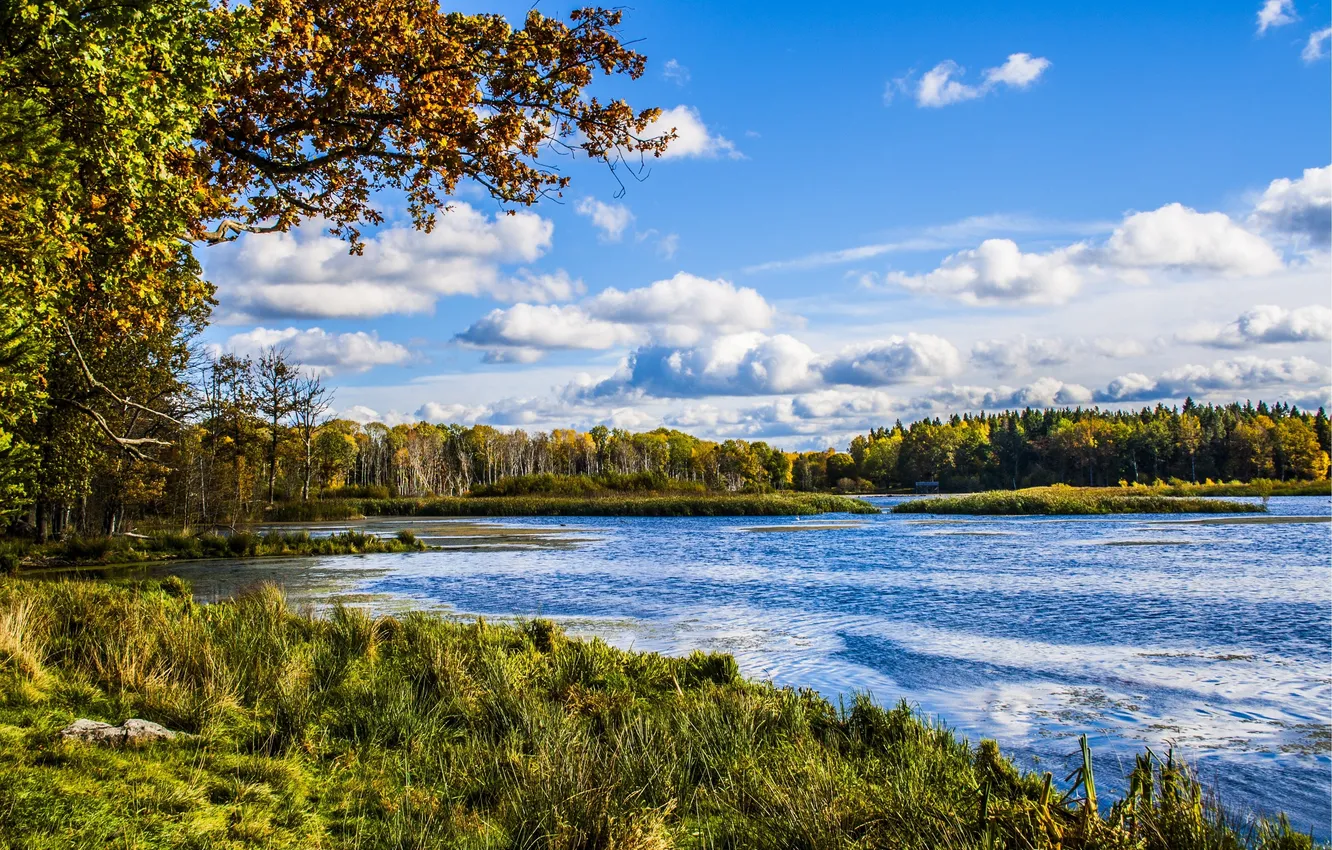 Фото обои осень, лес, трава, деревья, озеро, берег