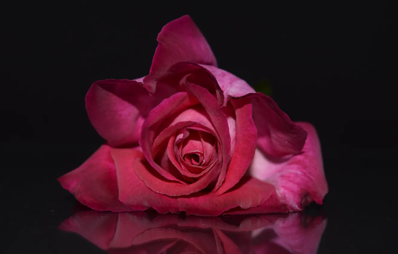 Фото обои цветы, роза, лепестки, бутон
