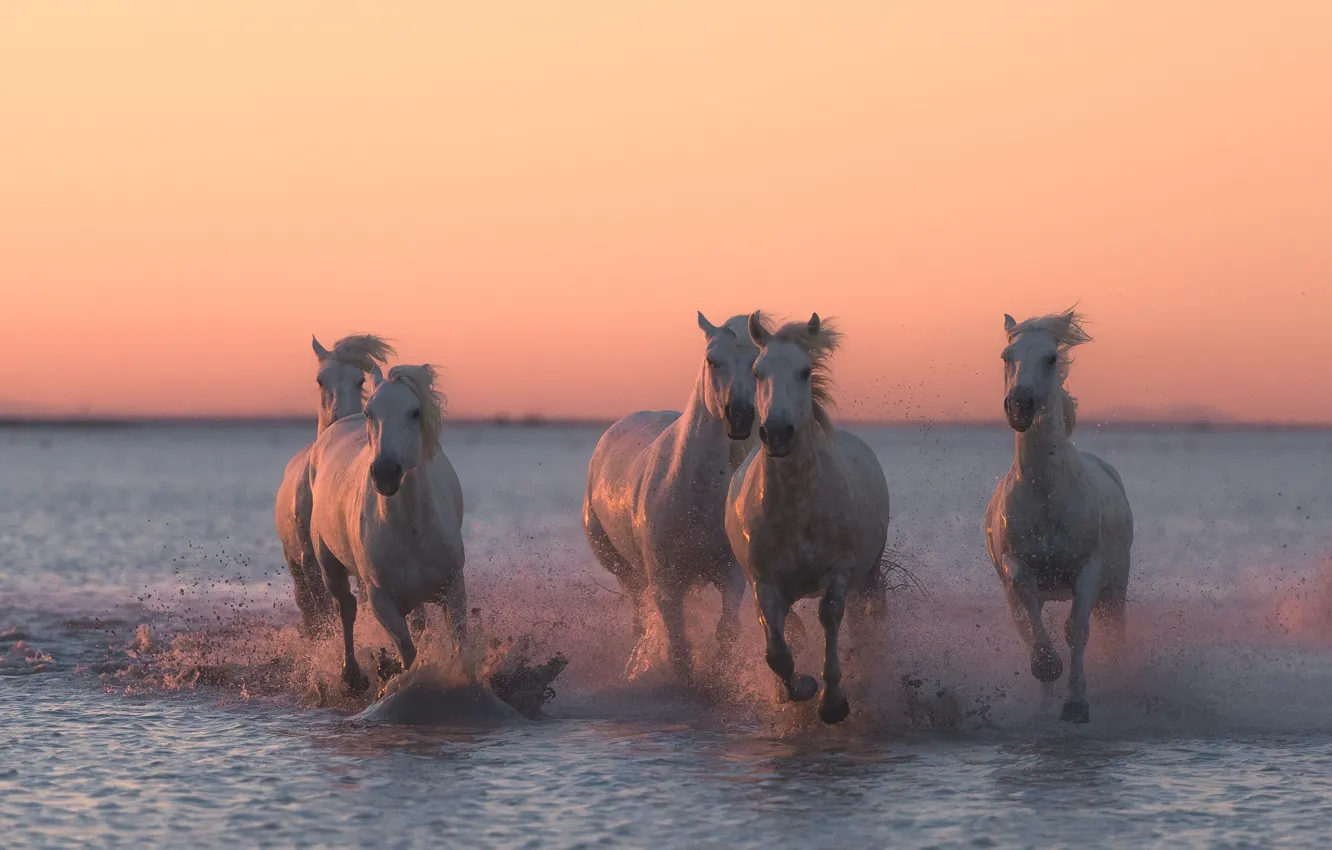 Фото обои вода, закат, брызги, кони, лошади, бег