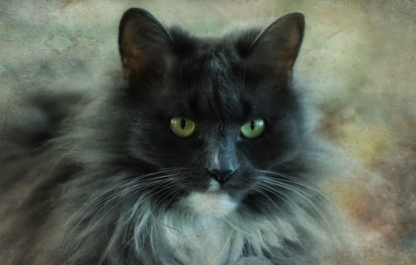 Фото обои кошка, кот, взгляд, морда, серый, портрет, пушистый