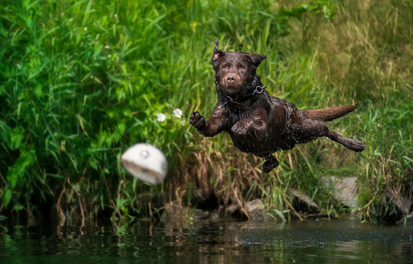 Фото обои вода, брызги, прыжок, мяч, собака, Лабрадор-ретривер