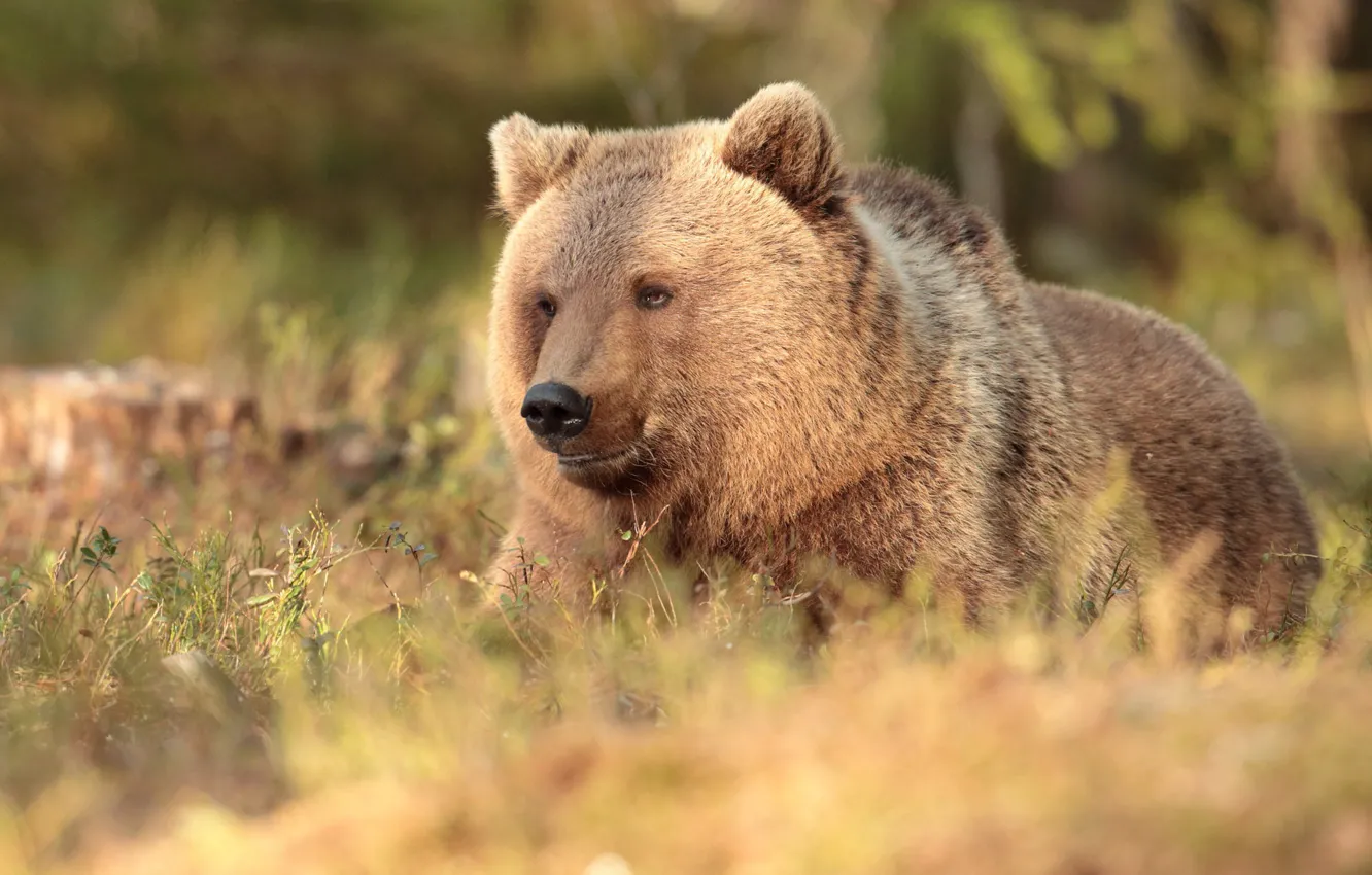 Фото обои трава, медведь, зверь, боке, Топтыгин