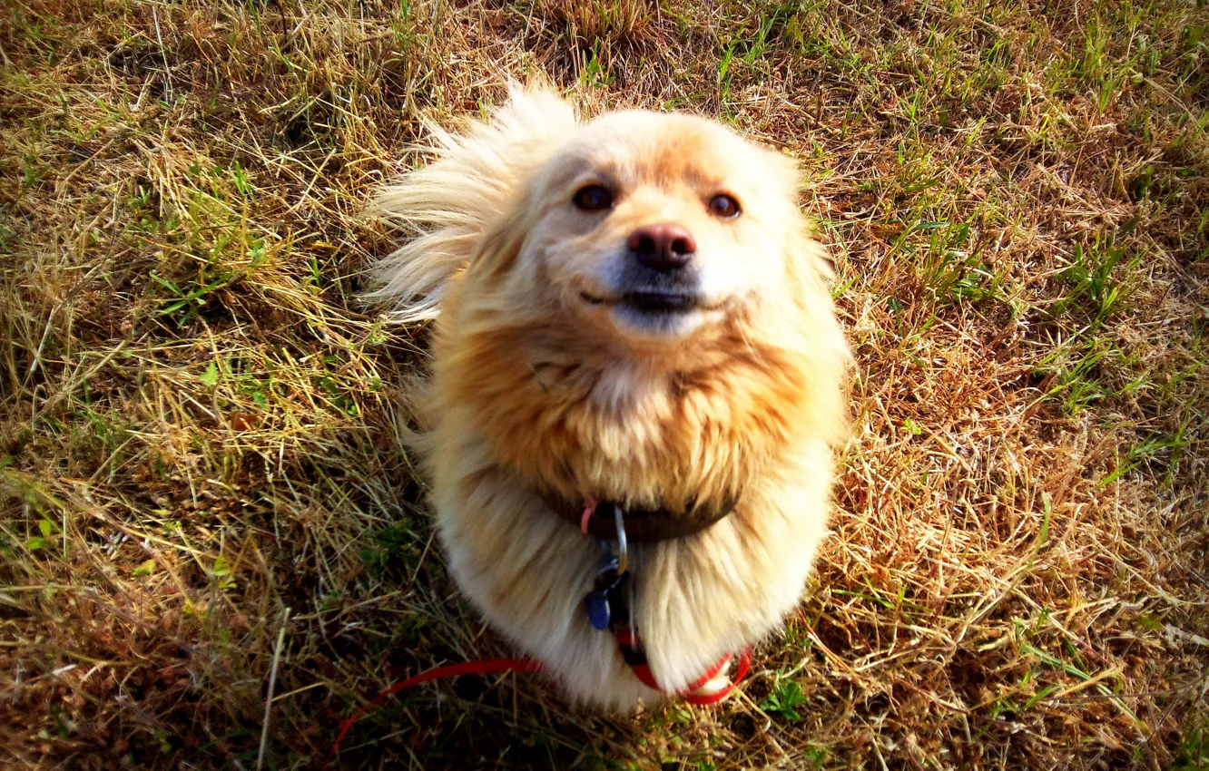 Фото обои grass, smile, mongrel