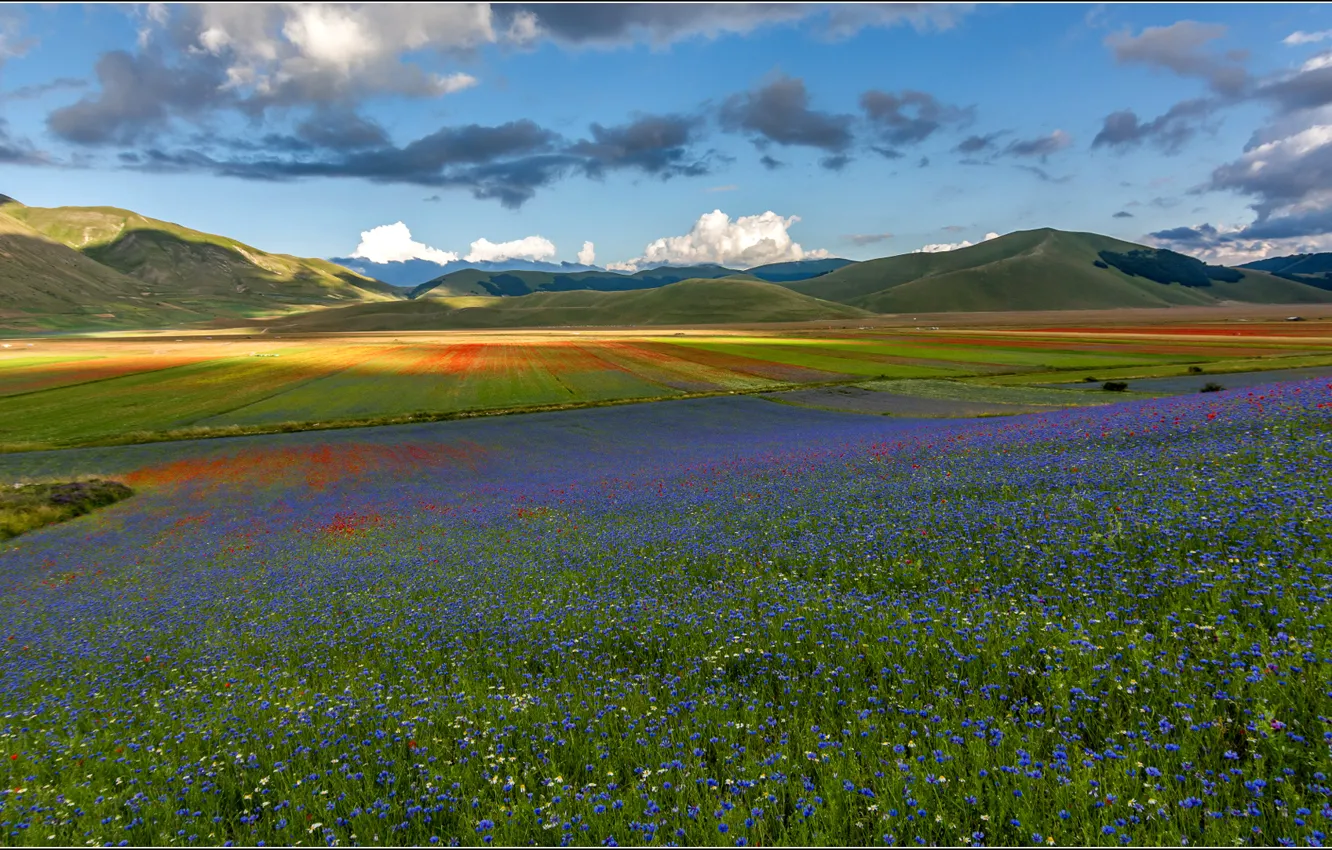Фото обои поле, небо, цветы, горы, луг, Италия