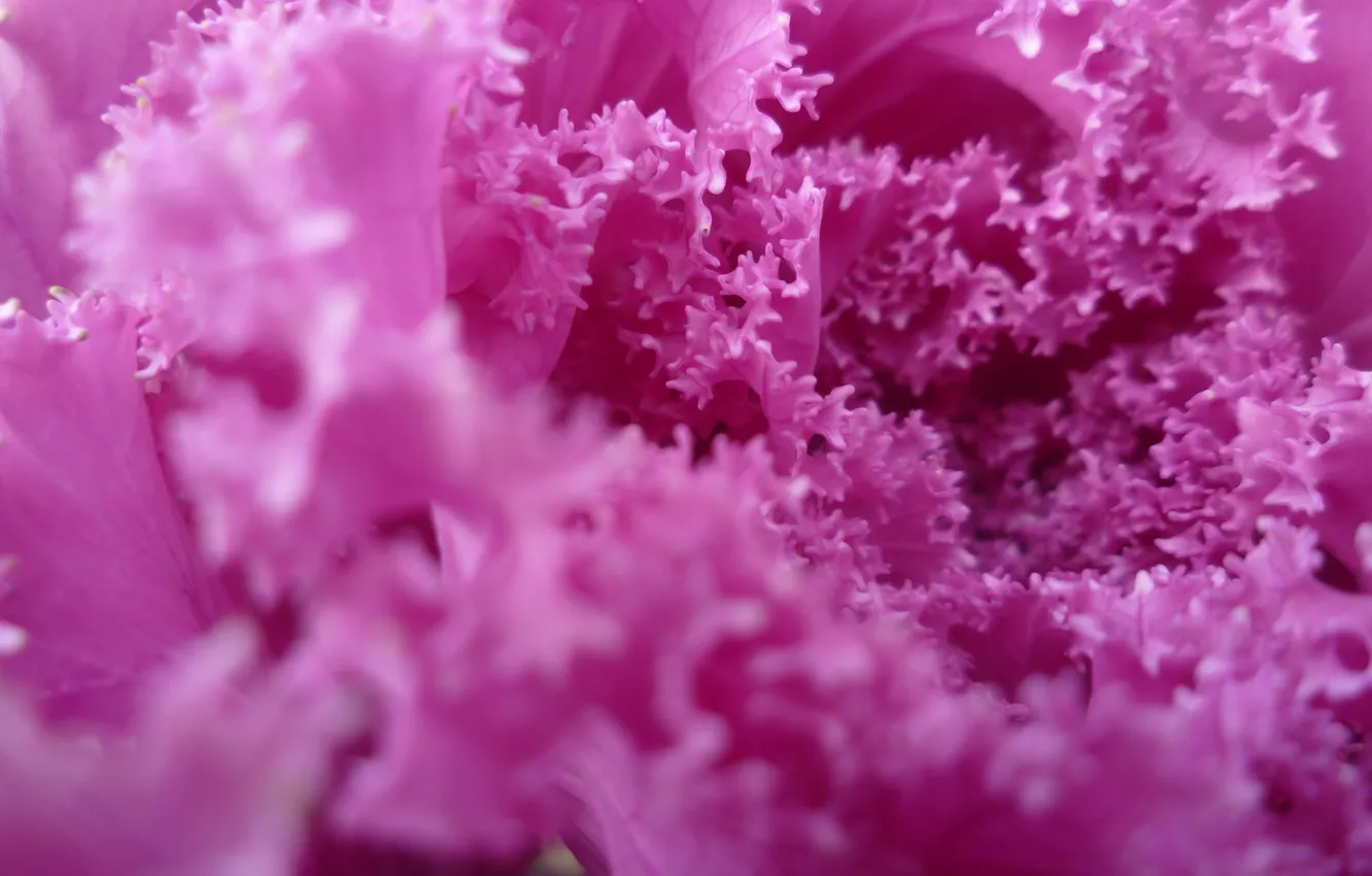 Фото обои осень, фиолетовый, макро, сад, капуста, Беларусь