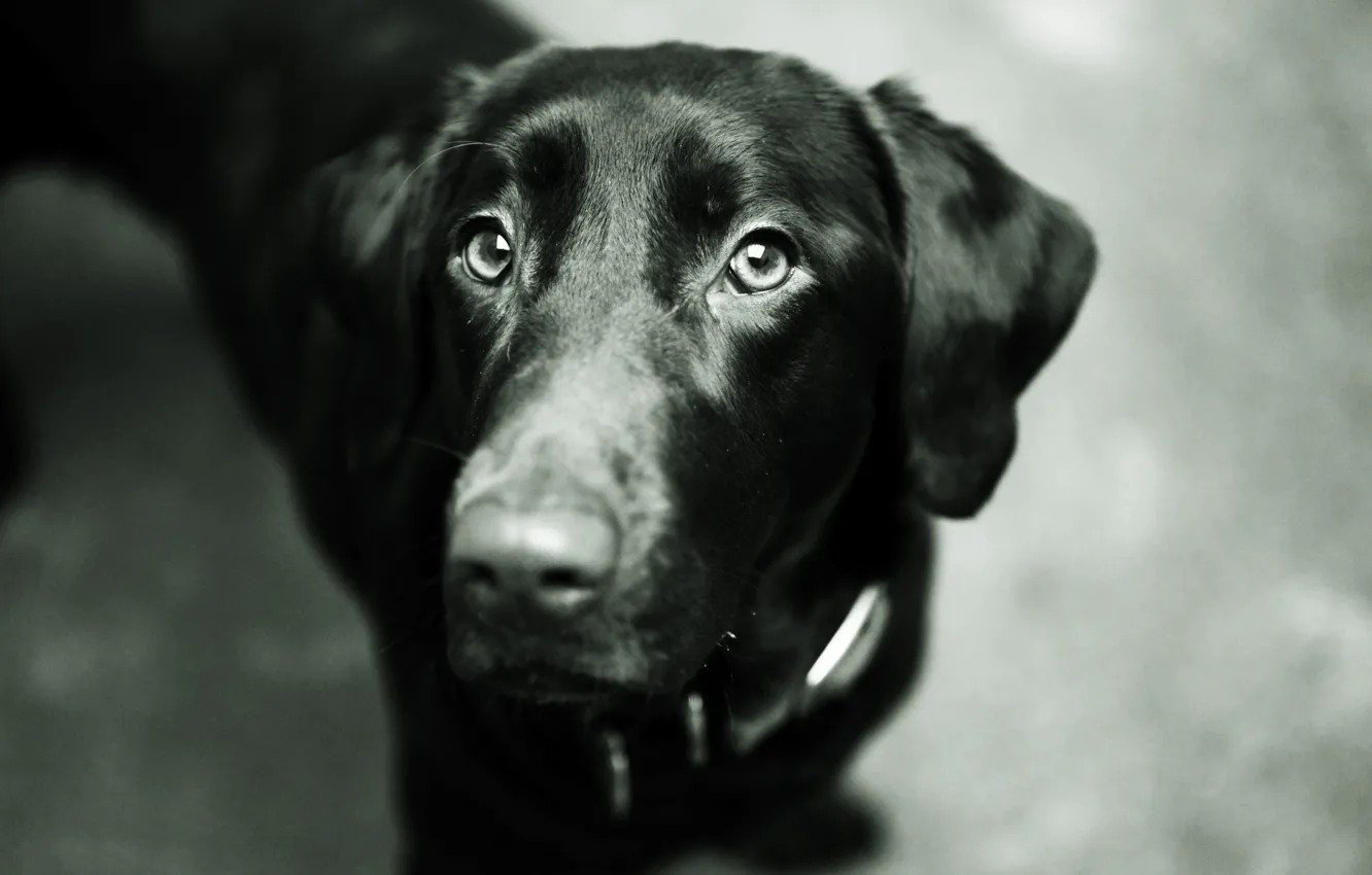 Фото обои глаза, морда, черный, собака, нос, пес, Лабрадор ретривер