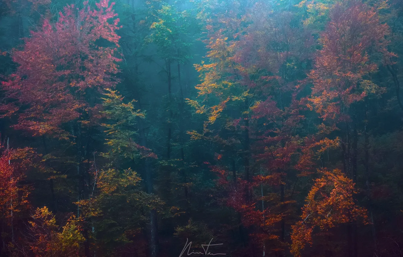Фото обои осень, лес, деревья, природа, краски, дымка