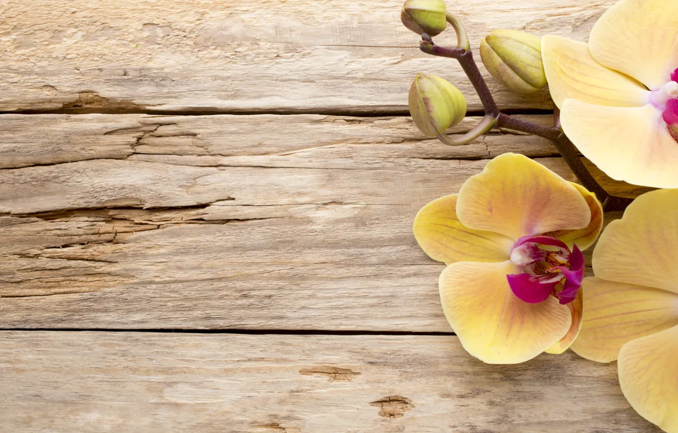 Фото обои wood, орхидея, flowers, orchid