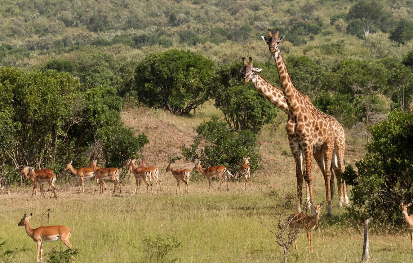 Фото обои животные, трава, деревья, природа, жирафы