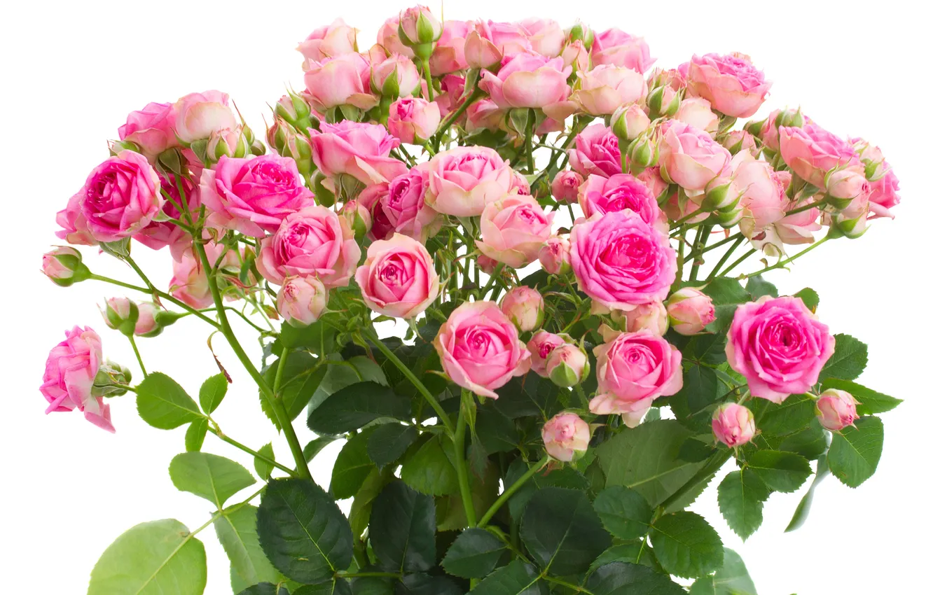 Фото обои цветы, розы, букет, бутоны