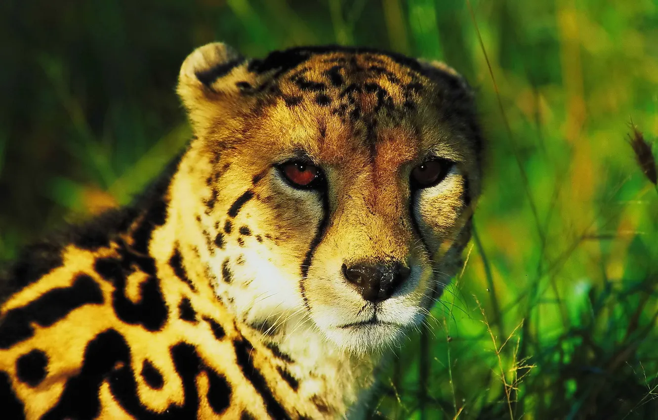 Фото обои взгляд, морда, королевский гепард, king cheetah