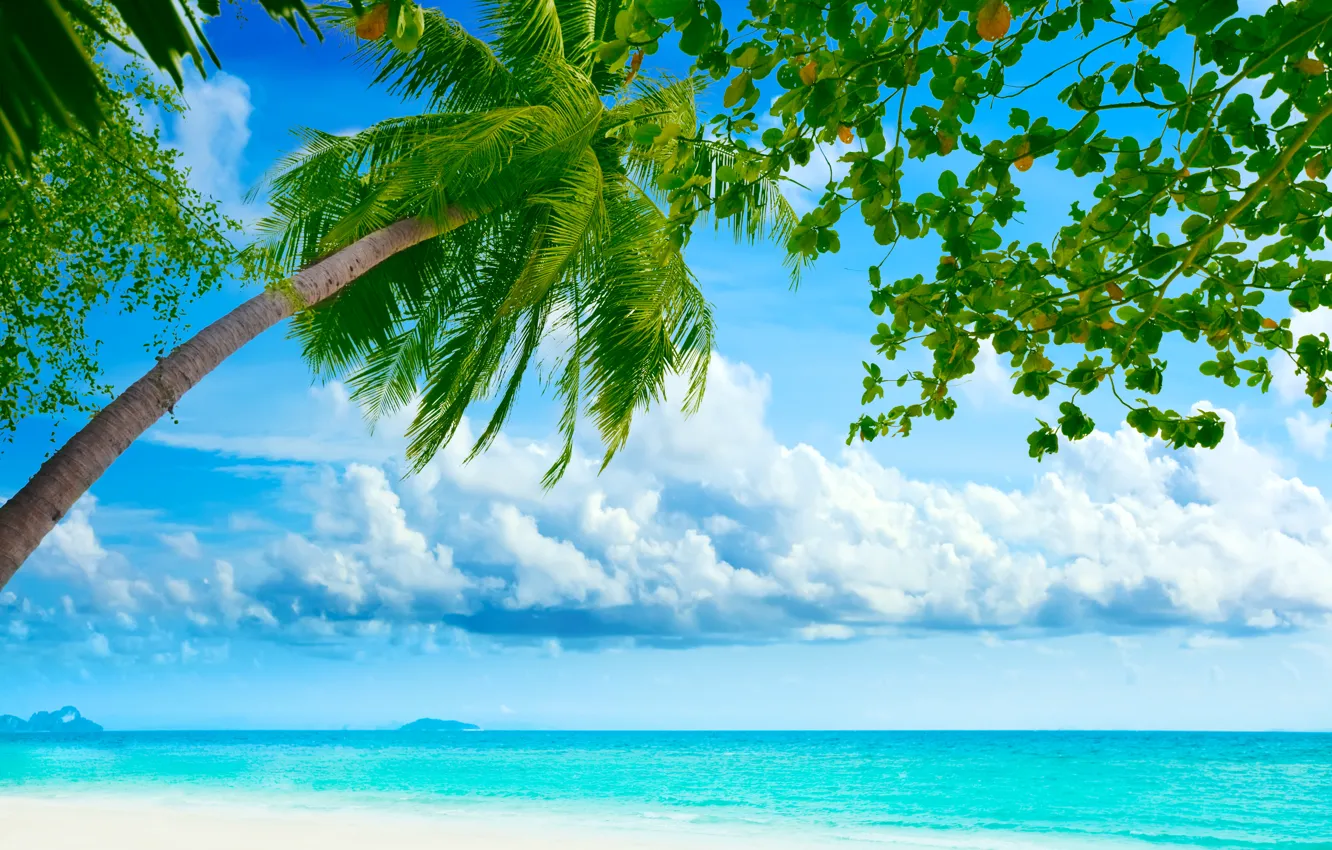 Фото обои море, пляж, небо, облака, пейзаж, природа, пальмы, берег