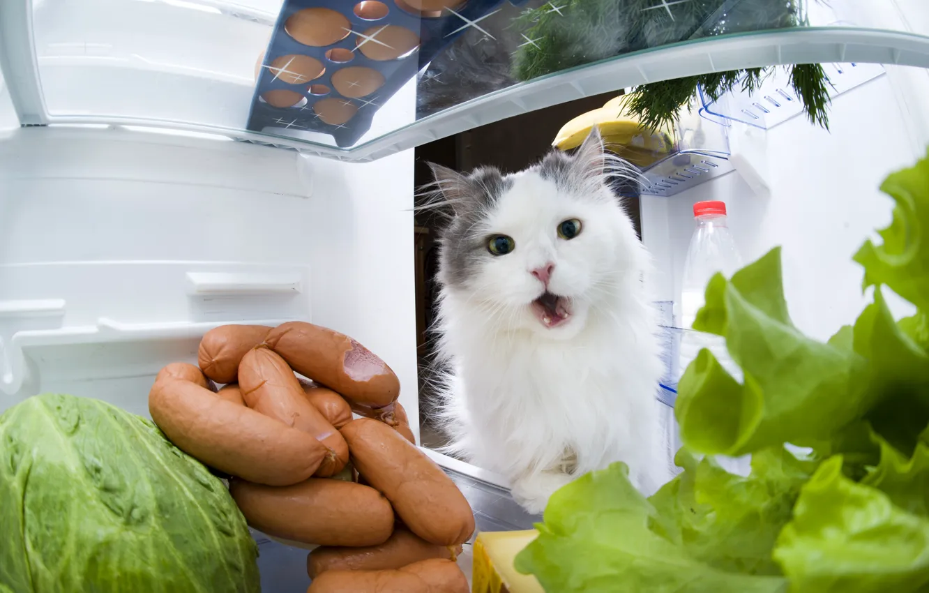 Фото обои Кошка, Кот, Животные, Холодильник, Сосиски
