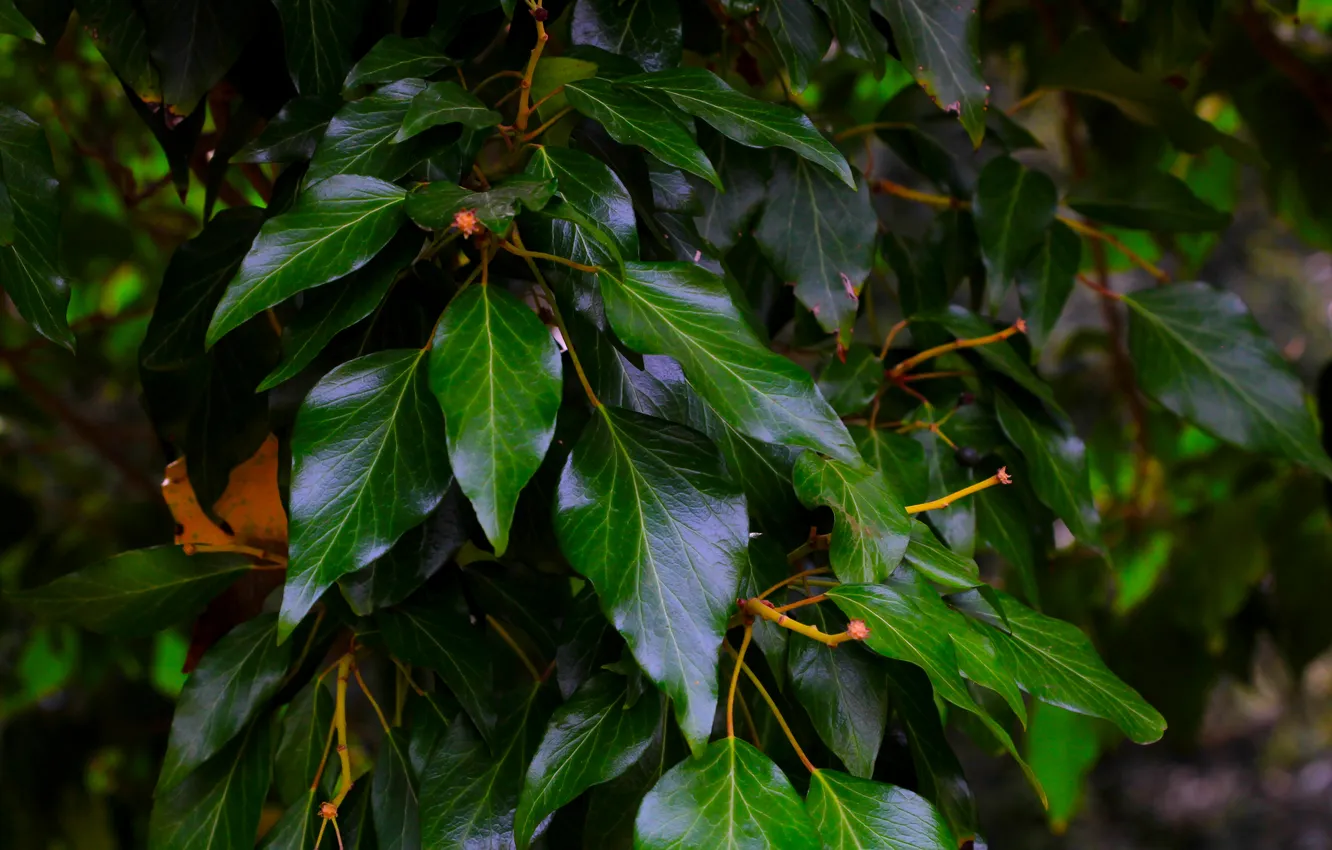 Фото обои dark, tree, leaf