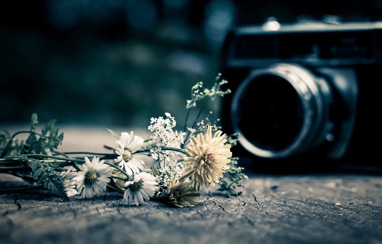 Фото обои цветы, фон, widescreen, обои, настроения, камера, фотоаппарат, wallpaper
